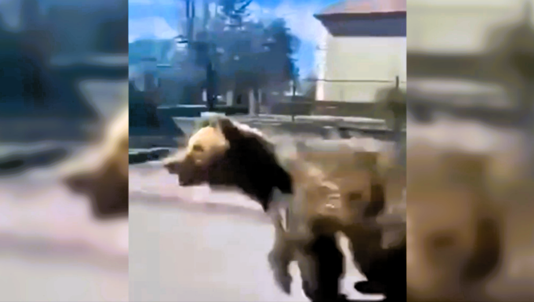 Bär greift Kinderwagen an! Wilder Bär attackiert Passanten - 5 Personen verletzt