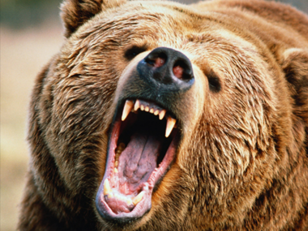 Bär greift Tourist am Gardasee an! Ausnahmezustand und Panik unter den Urlaubern!