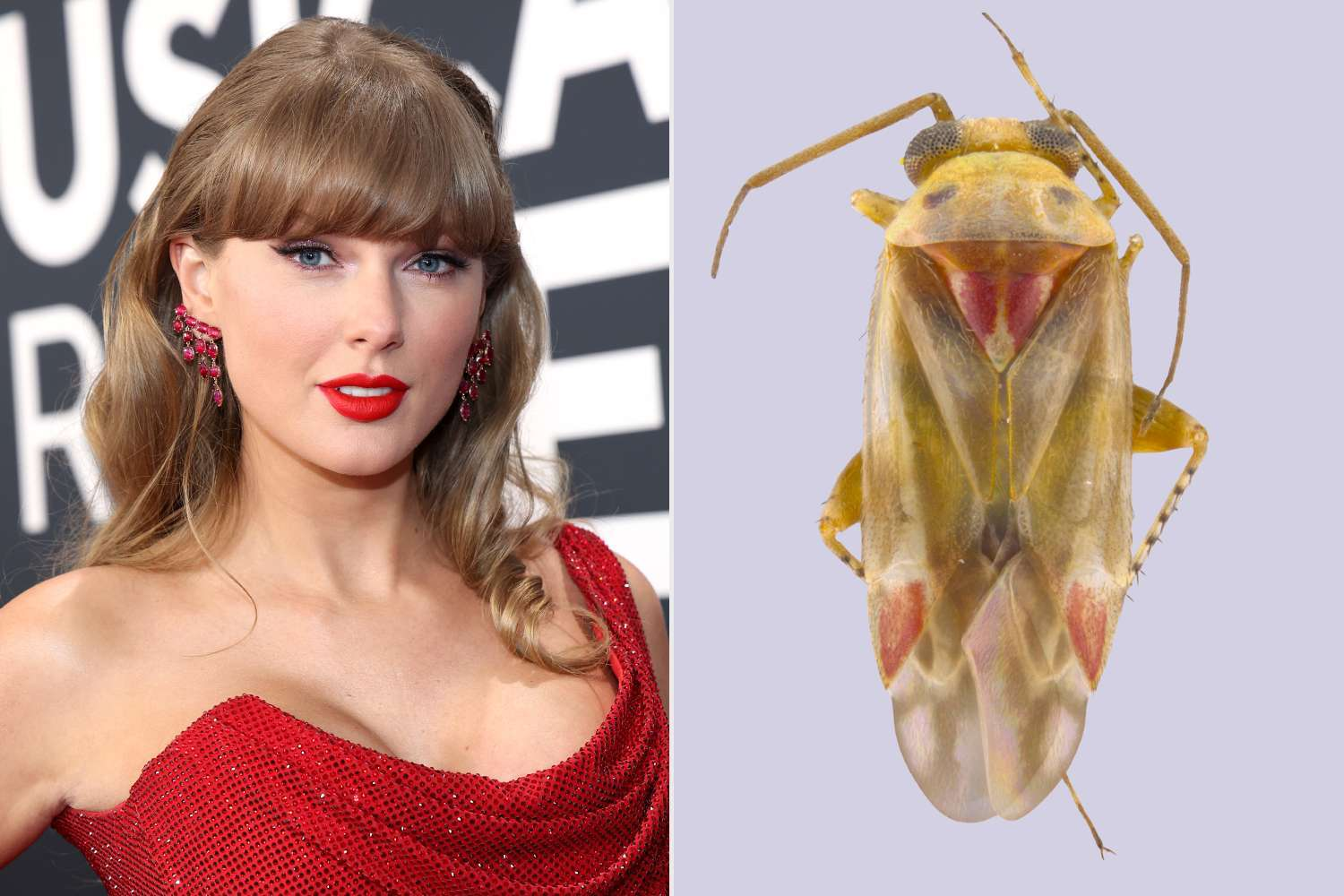 Taylor Swift Gets a Surprising New Honor — A Bug Genus Named After Her