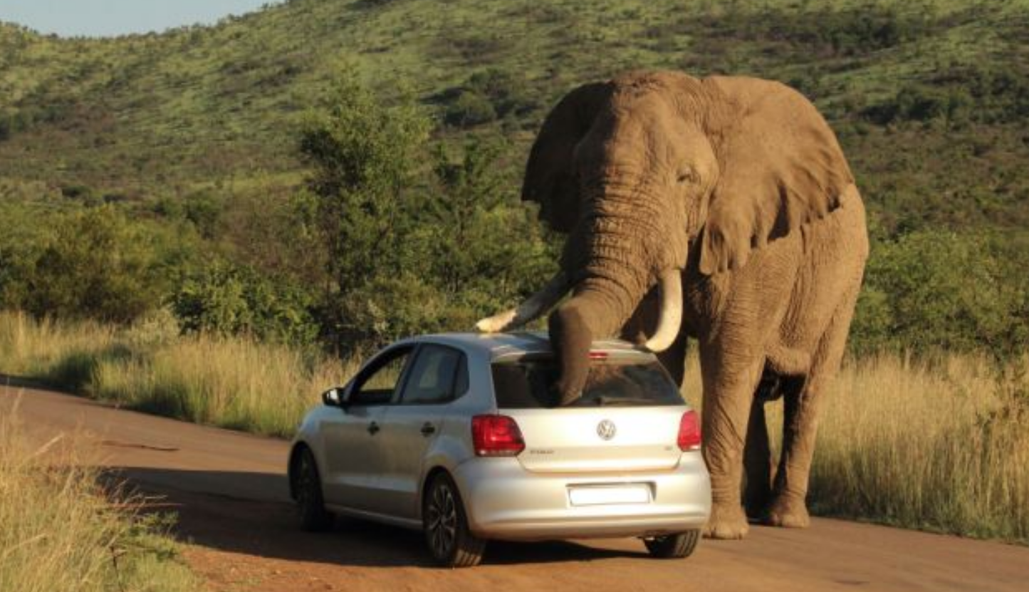 Elefant2