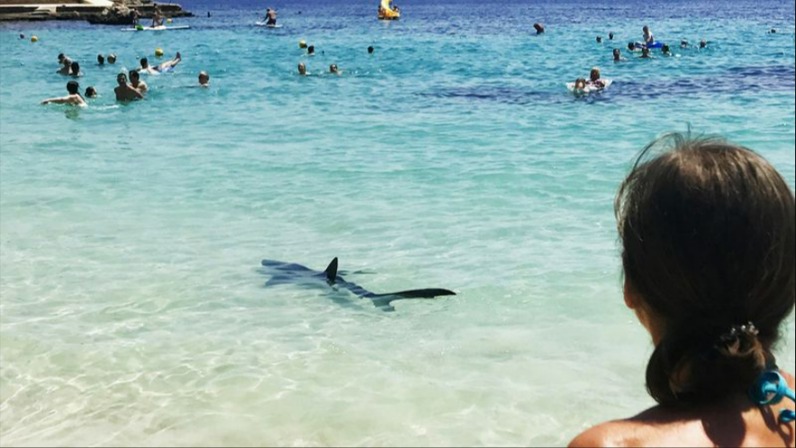 Neuer Hai-Alarm auf Mallorca! Rettungsschwimmer jagen Touristen aus dem Wasser!