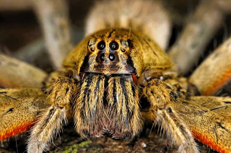 Urlauber stirbt nach Spinnenbiss in Griechenland! Urlaub endete tödlich